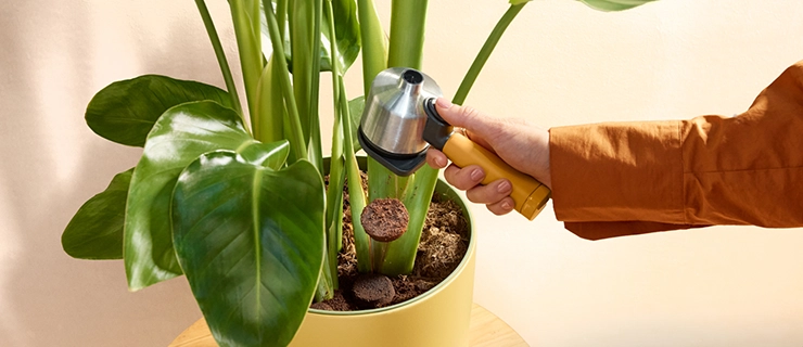 Coffee grounds in a flower pot